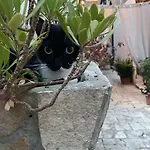 Secret Garden