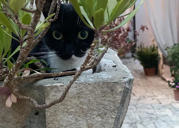 Secret Garden