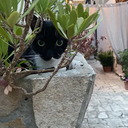 Secret Garden